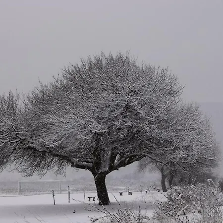 Six Old Oaks